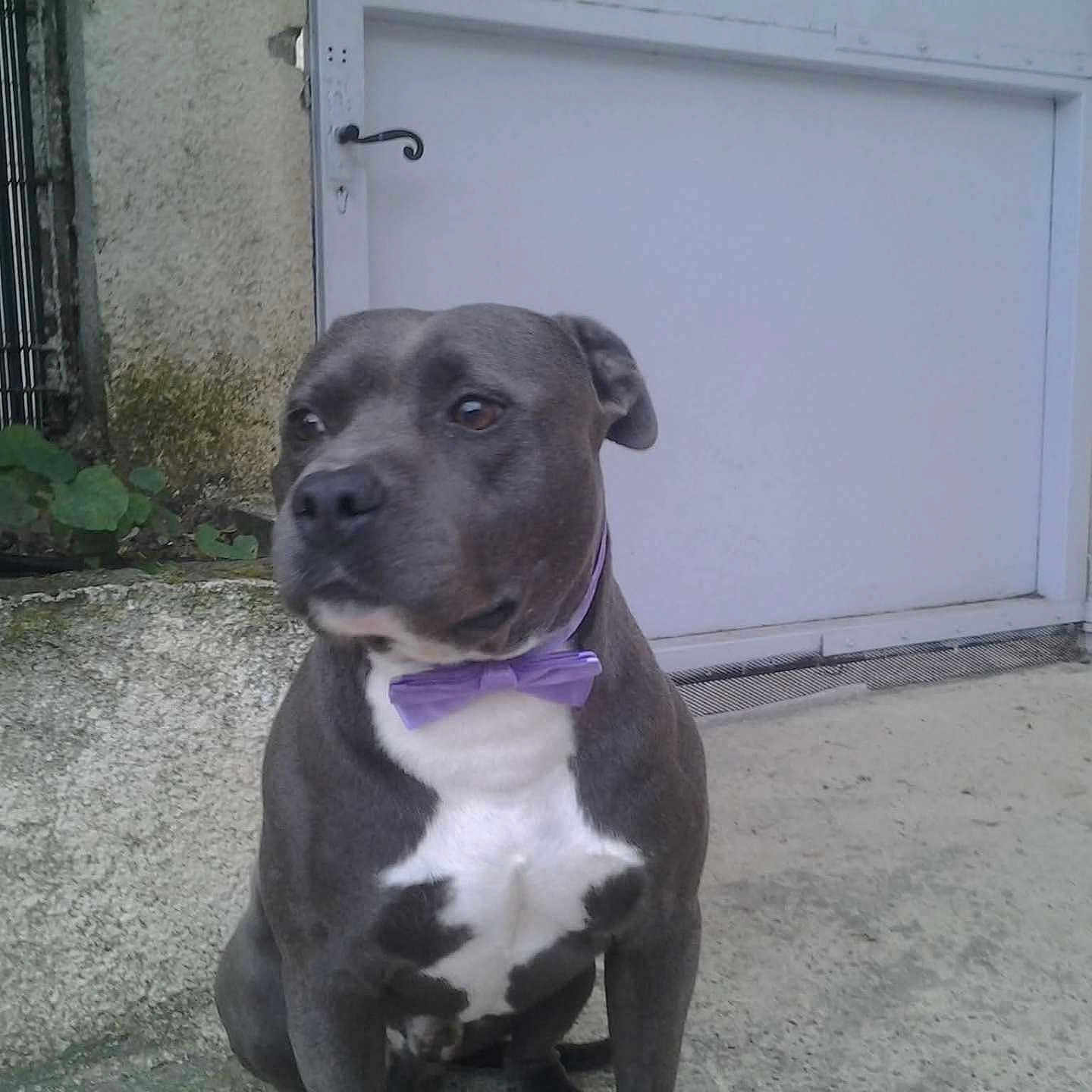 Gustave a rejoint le concours — aidez-le/la à gagner de superbes lots ! animal, bow_tie, calm, collar, companionship, concrete, curious, cute, dog, domestic_animal, door, gray_dog, leisure, outdoor, pet, portrait, quiet, side_view, sitting, white_chest