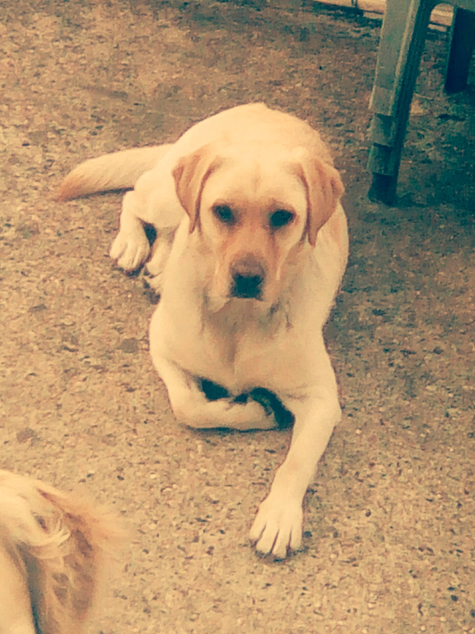 Idylle a rejoint le concours — aidez-le/la à gagner de superbes lots ! adventure, beagador, canidae, carnivore, companion_dog, dog, dog_breed, ear, eye, fawn, hunting_dog, labrador_retriever, mammal, nose, person, puppy, puppy_love, retriever, snout, sporting_group