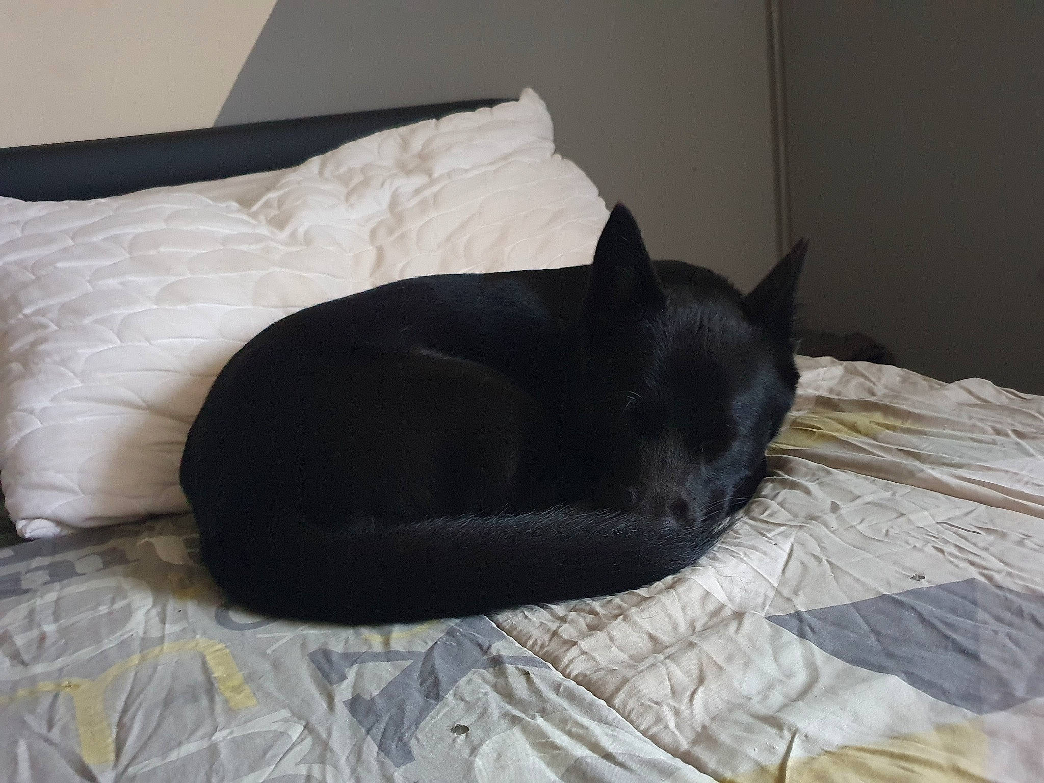 Loumia a rejoint le concours — aidez-le/la à gagner de superbes lots ! bed, bedding, bedroom, black_cat, carnivore, cat, comfort, companion_dog, dog_breed, domestic_short_haired_cat, felidae, flooring, fur, grey, hardwood, linens, room, small_to_medium_sized_cats, tail, whiskers