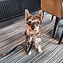 dog, pet, leash, striped_floor, indoor, chair, radiator, sitting, looking_at_camera, adorable, fur, pointy_ears, collar, flooring, table_leg, small_dog, portrait, domestic, well_groomed, waiting