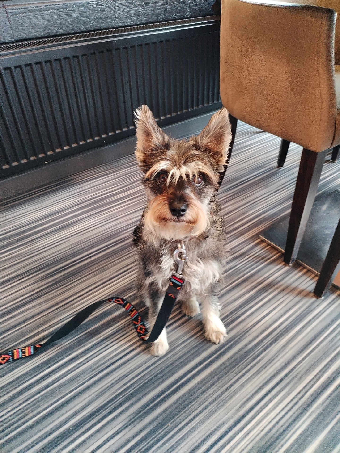 Gribouille participe au concours pour gagner de l'argent avec cette photo : dog, pet, leash, striped_floor, indoor, chair, radiator, sitting, looking_at_camera, adorable, fur, pointy_ears, collar, flooring, table_leg, small_dog, portrait, domestic, well_groomed, waiting