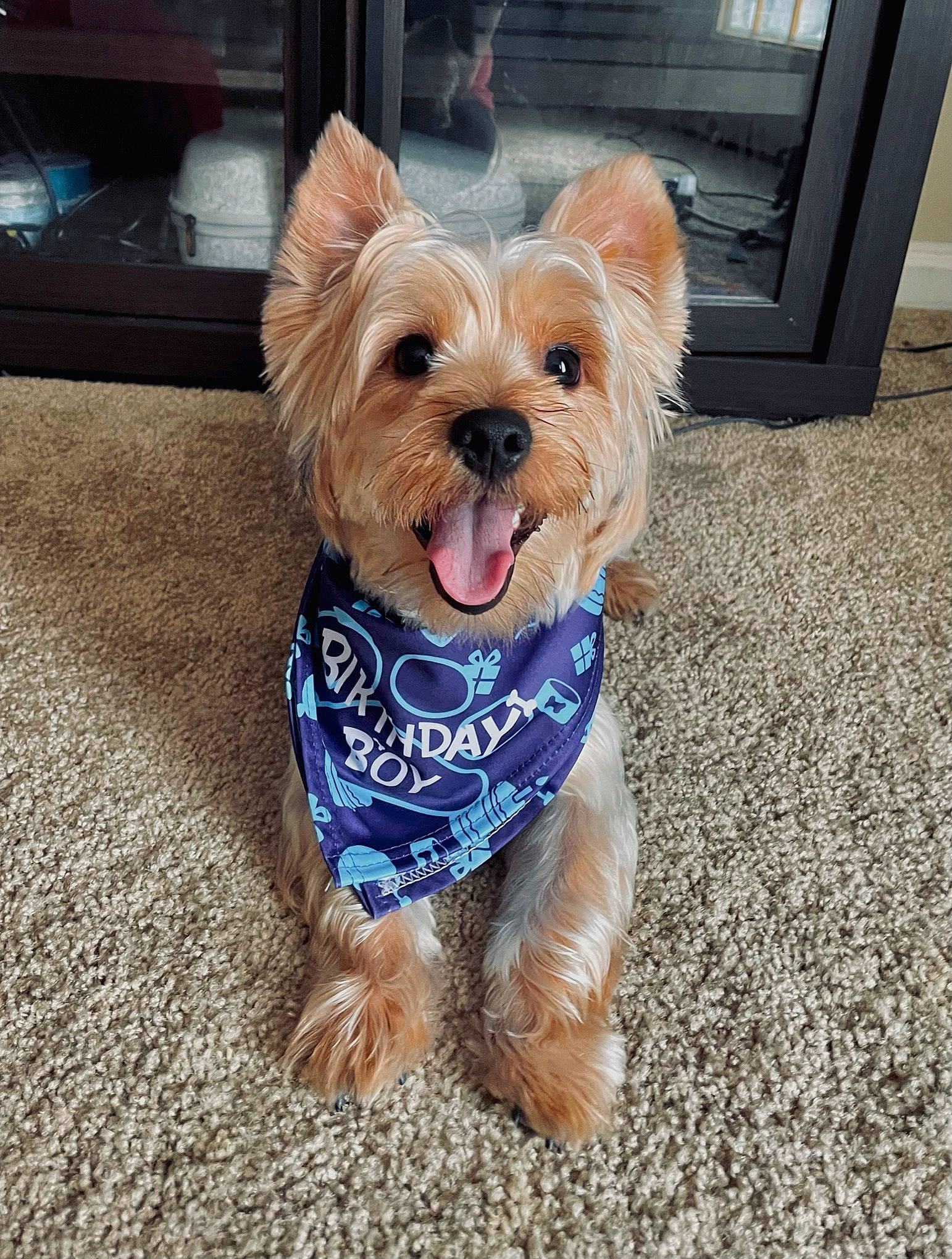 Blue joined the competition — help win amazing prizes! canidae, carnivore, collar, companion_dog, dog, dog_breed, dog_clothes, dog_collar, dog_supply, fashion_accessory, fawn, fur, liver, small_terrier, snout, sporting_group, terrier, toy_dog, working_animal, yorkshire_terrier