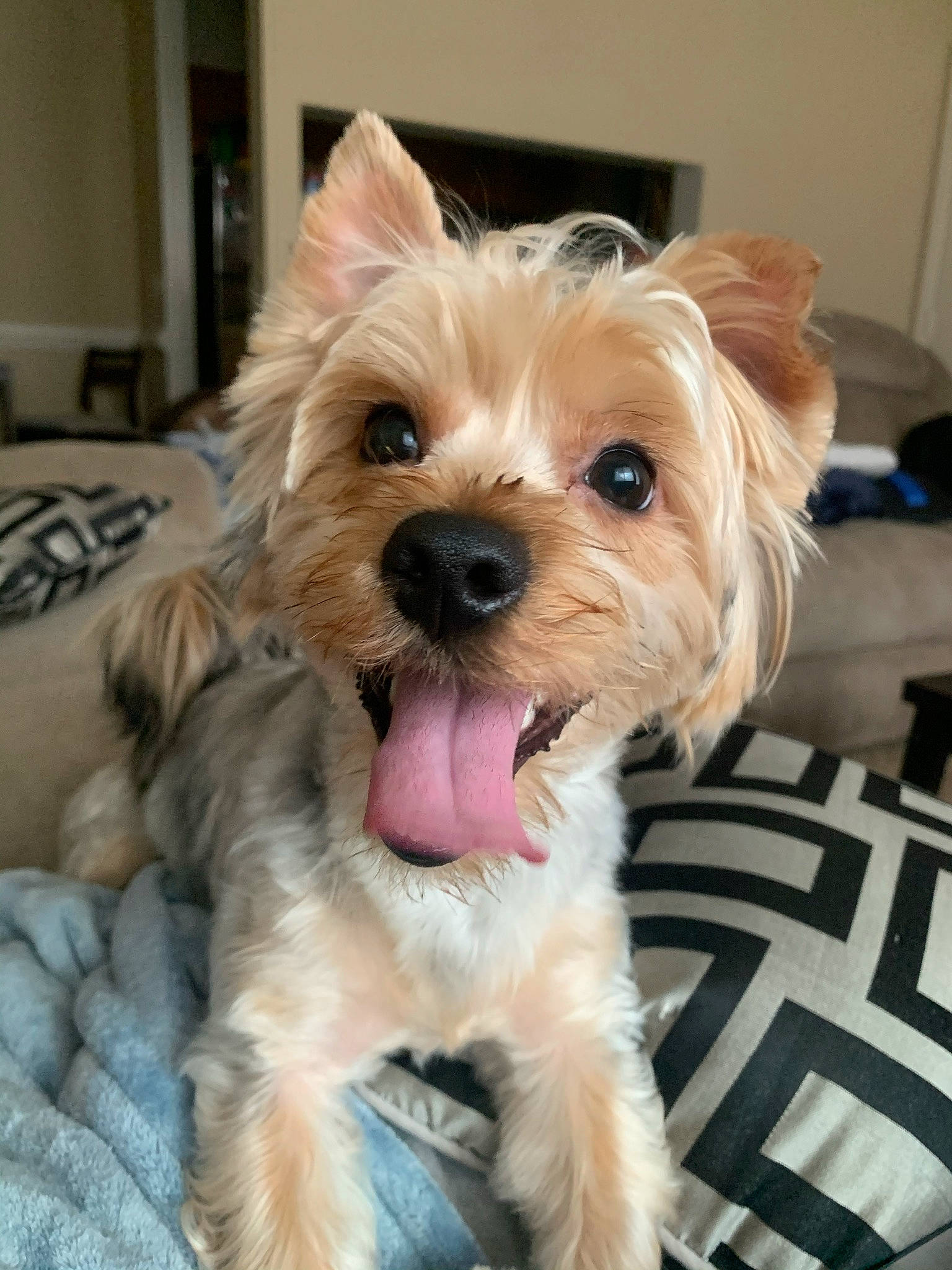 Blue joined the competition — help win amazing prizes! biewer_terrier, canidae, carnivore, companion_dog, dog, dog_breed, dog_supply, fawn, flooring, fur, liver, maltepoo, paw, small_terrier, snout, sporting_group, terrier, toy_dog, working_animal, yorkipoo
