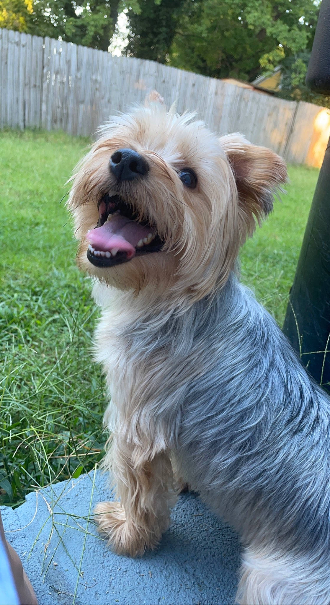 Blue is registered to the contest to win money with this photo: biewer_terrier, canidae, carnivore, collar, companion_dog, dog, dog_breed, dog_collar, dog_supply, fawn, grass, liver, maltepoo, plant, small_terrier, snout, sporting_group, terrier, toy_dog, working_animal