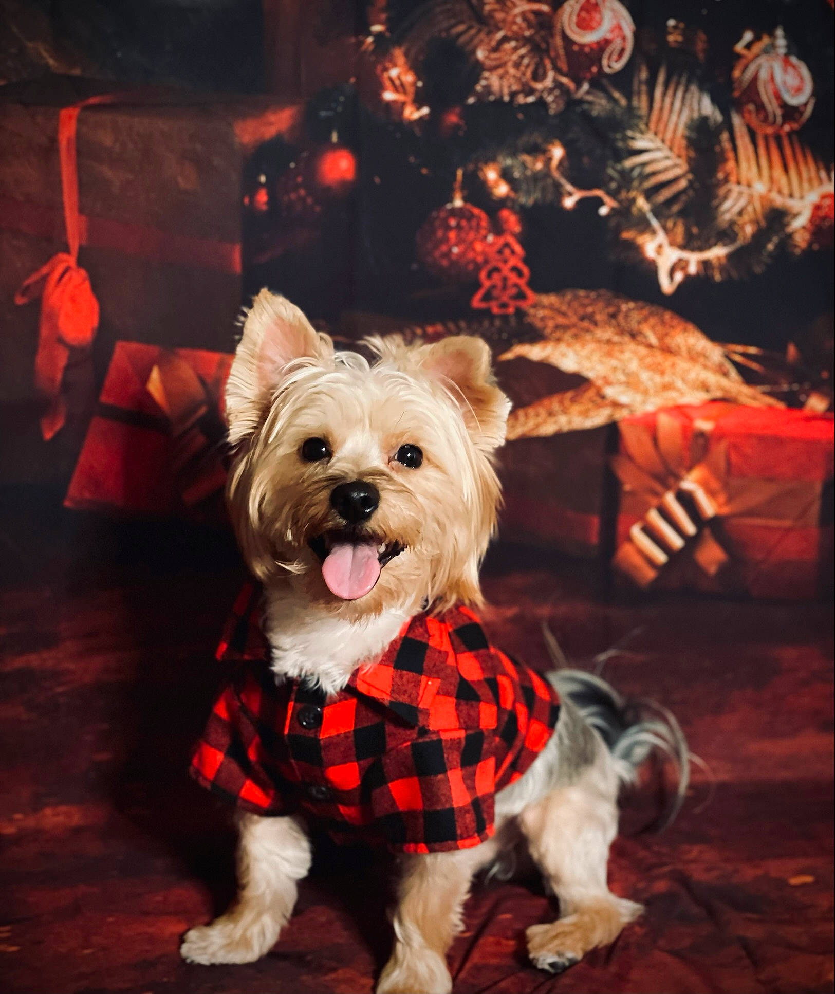 Blue joined the competition — help win amazing prizes! carnivore, christmas_decoration, christmas_eve, companion_dog, dog, dog_breed, dog_clothes, dog_supply, event, fashion_accessory, fur, holiday, leash, lighting, pattern, schnauzer, small_terrier, terrier, toy_dog, yorkshire_terrier