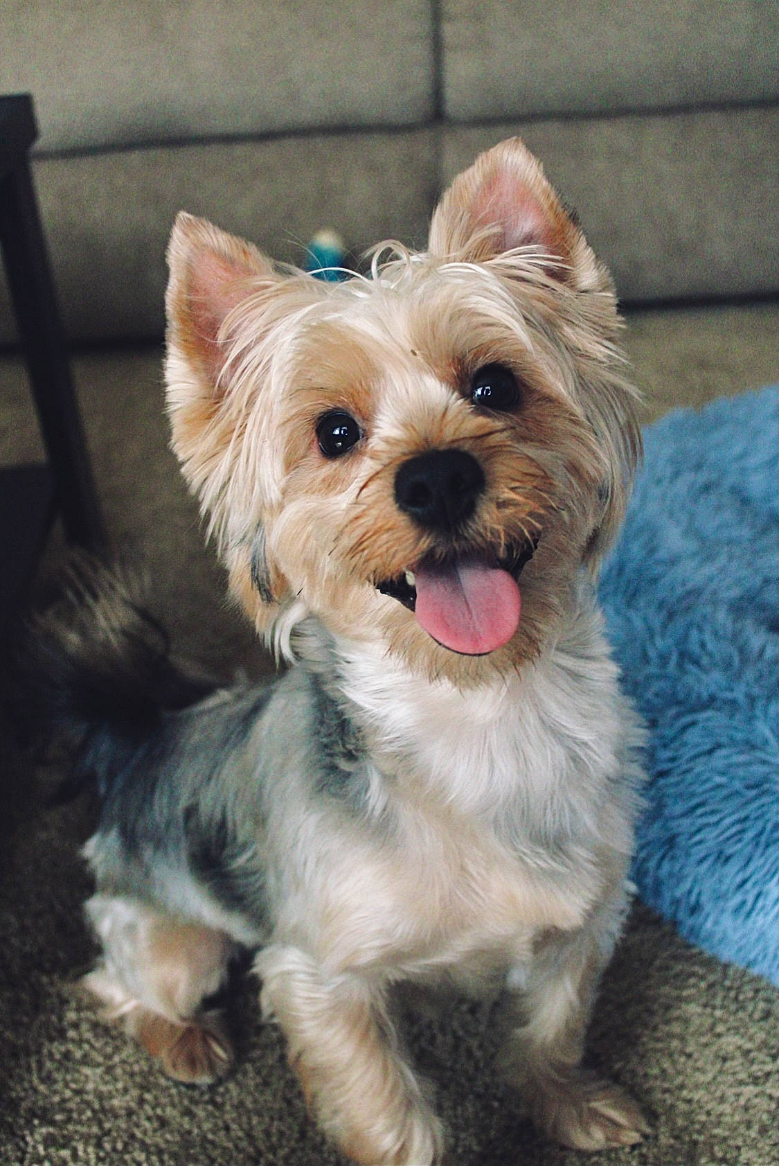 Blue joined the competition — help win amazing prizes! biewer_terrier, canidae, carnivore, companion_dog, dog, dog_breed, dog_supply, fashion_accessory, fawn, fur, liver, small_terrier, snout, sporting_group, terrier, toy_dog, working_animal, yorkipoo, yorkshire_terrier