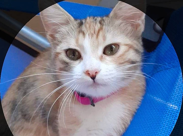 Praline participe au concours pour gagner de l'argent avec cette photo : carnivore, cat, claw, domestic_short_haired_cat, fawn, felidae, fur, paw, pet_supply, small_to_medium_sized_cats, snout, tail, whiskers, window