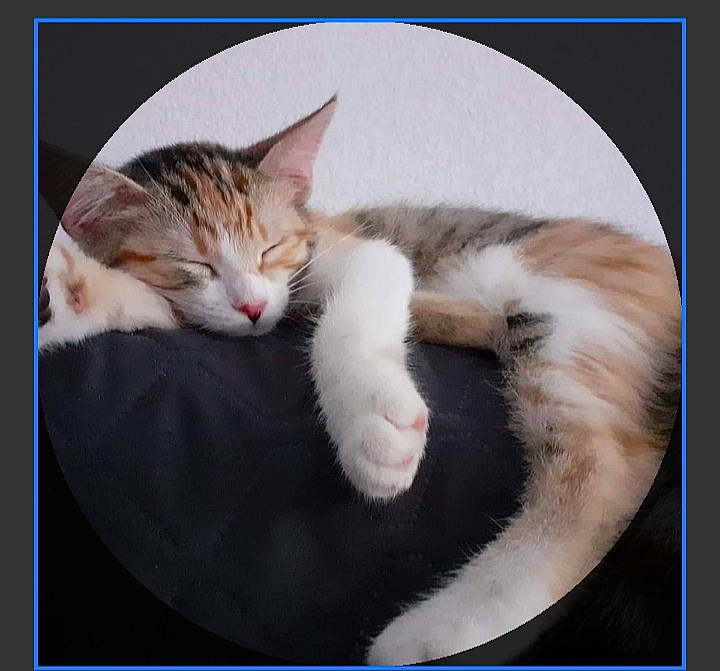 Praline a rejoint le concours — aidez-le/la à gagner de superbes lots ! art, carnivore, cat, claw, comfort, domestic_short_haired_cat, fang, felidae, fur, gesture, jaw, nap, paw, photo_caption, sitting, small_to_medium_sized_cats, stock_photography, tail, whiskers, window