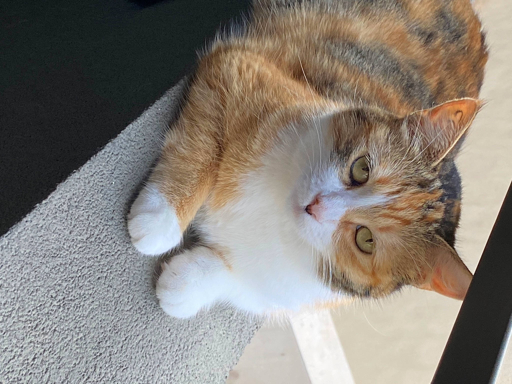 Praline participe au concours pour gagner de l'argent avec cette photo : carnivore, cat, claw, domestic_short_haired_cat, door, ear, fawn, felidae, fur, paw, small_to_medium_sized_cats, snout, tail, whiskers, window, wood