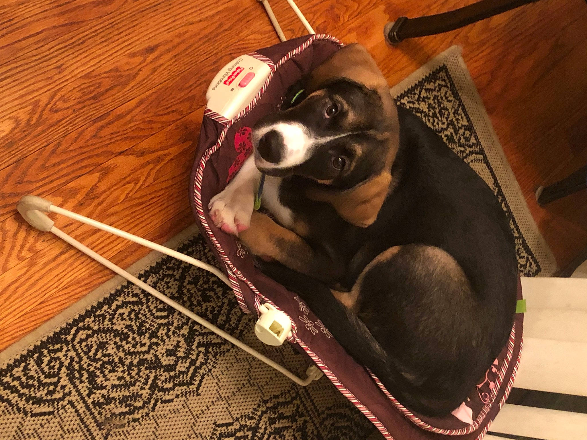 Maximus joined the competition — help win amazing prizes! bag, canidae, carnivore, collar, comfort, companion_dog, dog, dog_bed, dog_breed, dog_supply, flooring, fur, hardwood, leash, pet_supply, snout, sporting_group, whiskers, wood, working_animal