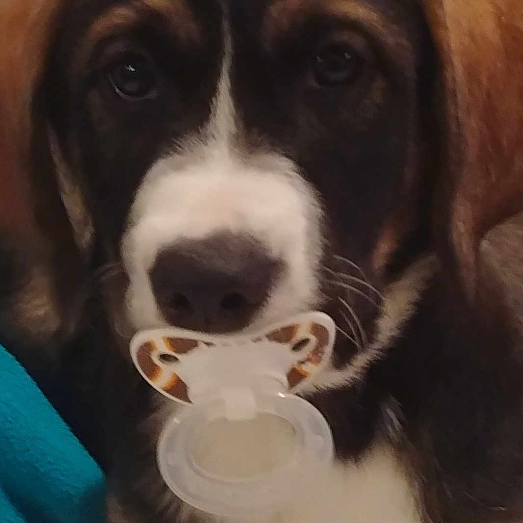 Maximus is registered to the contest to win money with this photo: ancient_dog_breeds, ball, bored, canidae, carnivore, companion_dog, dog, dog_breed, fawn, fur, giant_dog_breed, gun_dog, liver, molosser, snout, sporting_group, terrestrial_animal, whiskers, working_animal, working_dog