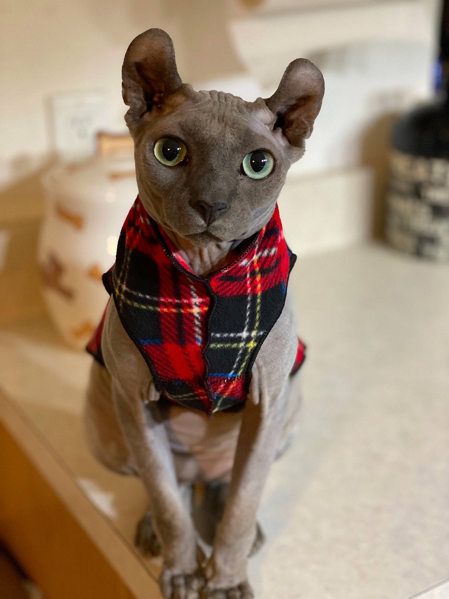Bmo is registered to the contest to win money with this photo: animal_figure, canidae, carnivore, collar, dog_breed, dog_clothes, dog_collar, dog_supply, felidae, figurine, liver, pet_supply, small_to_medium_sized_cats, snout, terrestrial_animal, toy, whiskers, working_animal