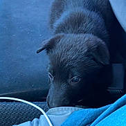 Bell is registered to the contest to win money with this photo: puppy, black_dog, car_seat, blue_shirt, paper_bag, snacks, pet, animal, domestic_animal, young_dog, seat, interior, vehicle, resting, curious, close_up, furry, cute, companionship, indoor