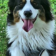 Thalya a rejoint le concours — aidez-le/la à gagner de superbes lots ! animal, black_and_white, canine, closeup, collar, daylight, dog, ears, fluffy, fur, grass, happy, leash, nature, outdoor, pet, portrait, smiling, tongue, tongue_out