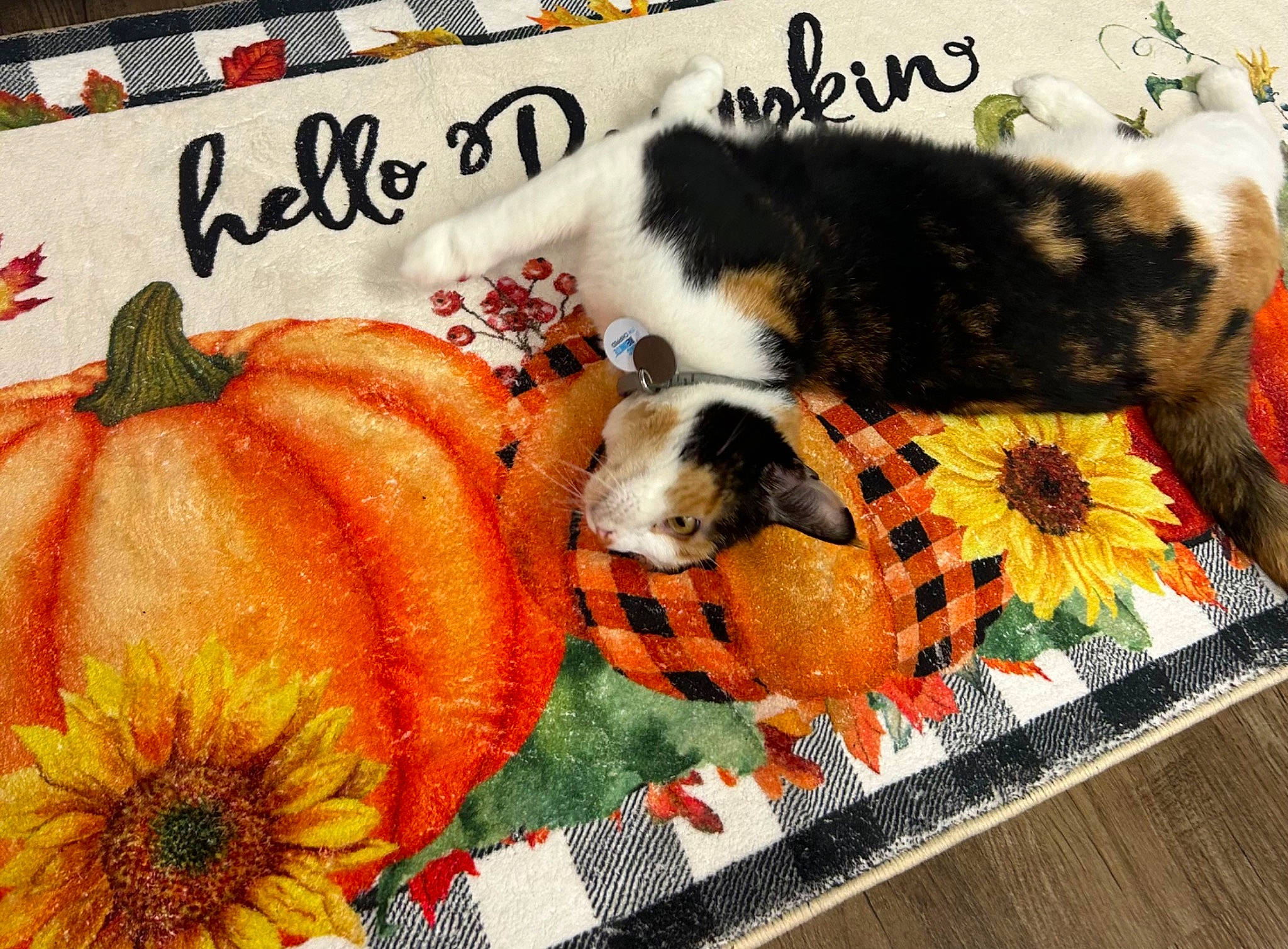 Heidi joined the competition — help win amazing prizes! art, calabaza, carnivore, companion_dog, cucurbita, flower, font, food_group, fur, gourd, grass, illustration, natural_foods, orange, pattern, pumpkin, recipe, textile, toy, winter_squash