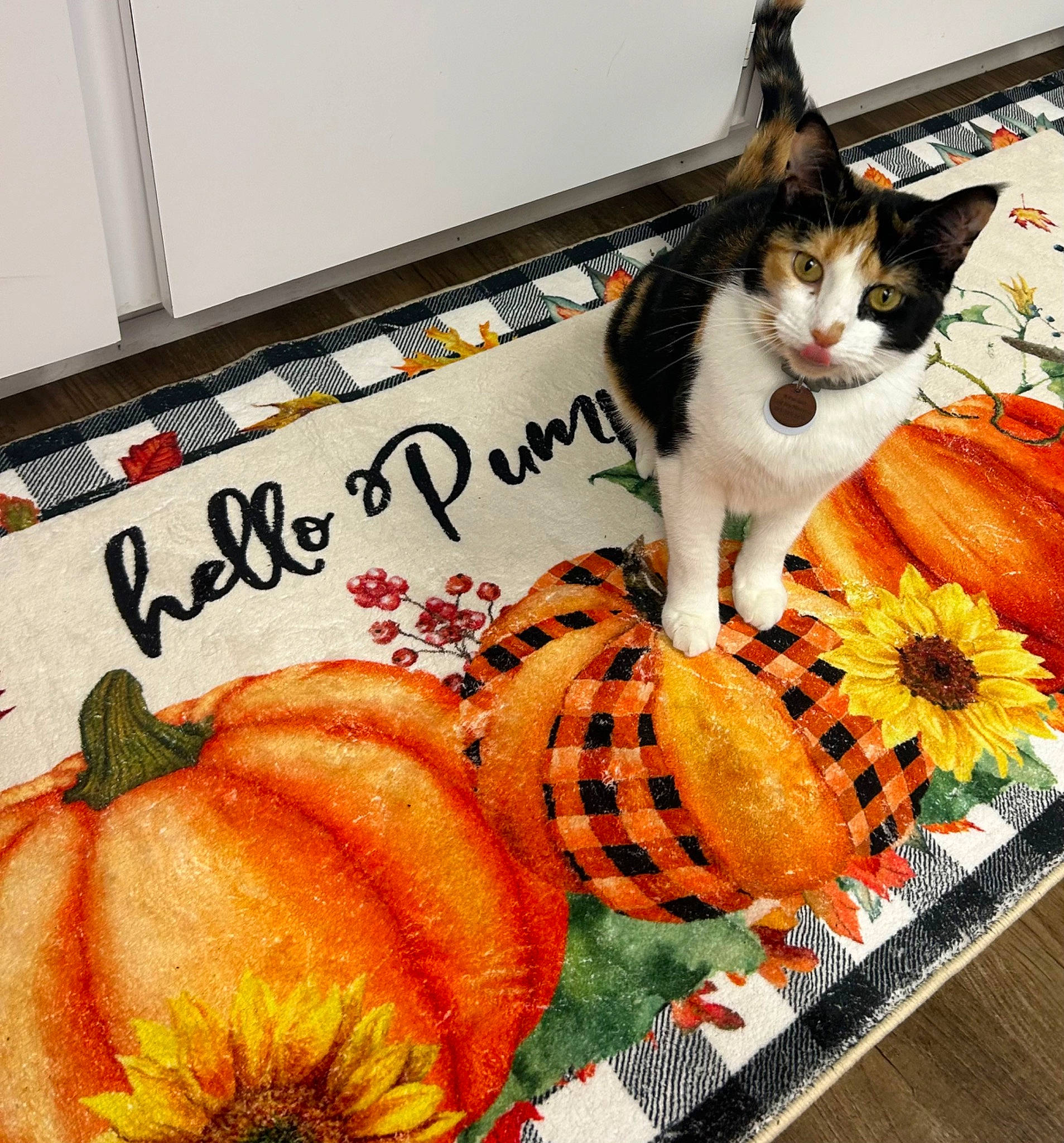 Heidi is registered to the contest to win money with this photo: calabaza, carnivore, cat, cucurbita, felidae, food_group, gourd, ingredient, natural_foods, orange, plant, produce, pumpkin, recipe, small_to_medium_sized_cats, superfood, tail, vegetable, whiskers, winter_squash