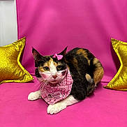 Heidi joined the competition — help win amazing prizes! cat, calico_cat, pink_background, pink_bow, pink_bandana, gold_pillow, star_pillow, pet, animal, indoor, closeup, cute, feline, resting, fur, whiskers, eyes, ears, pose, studio