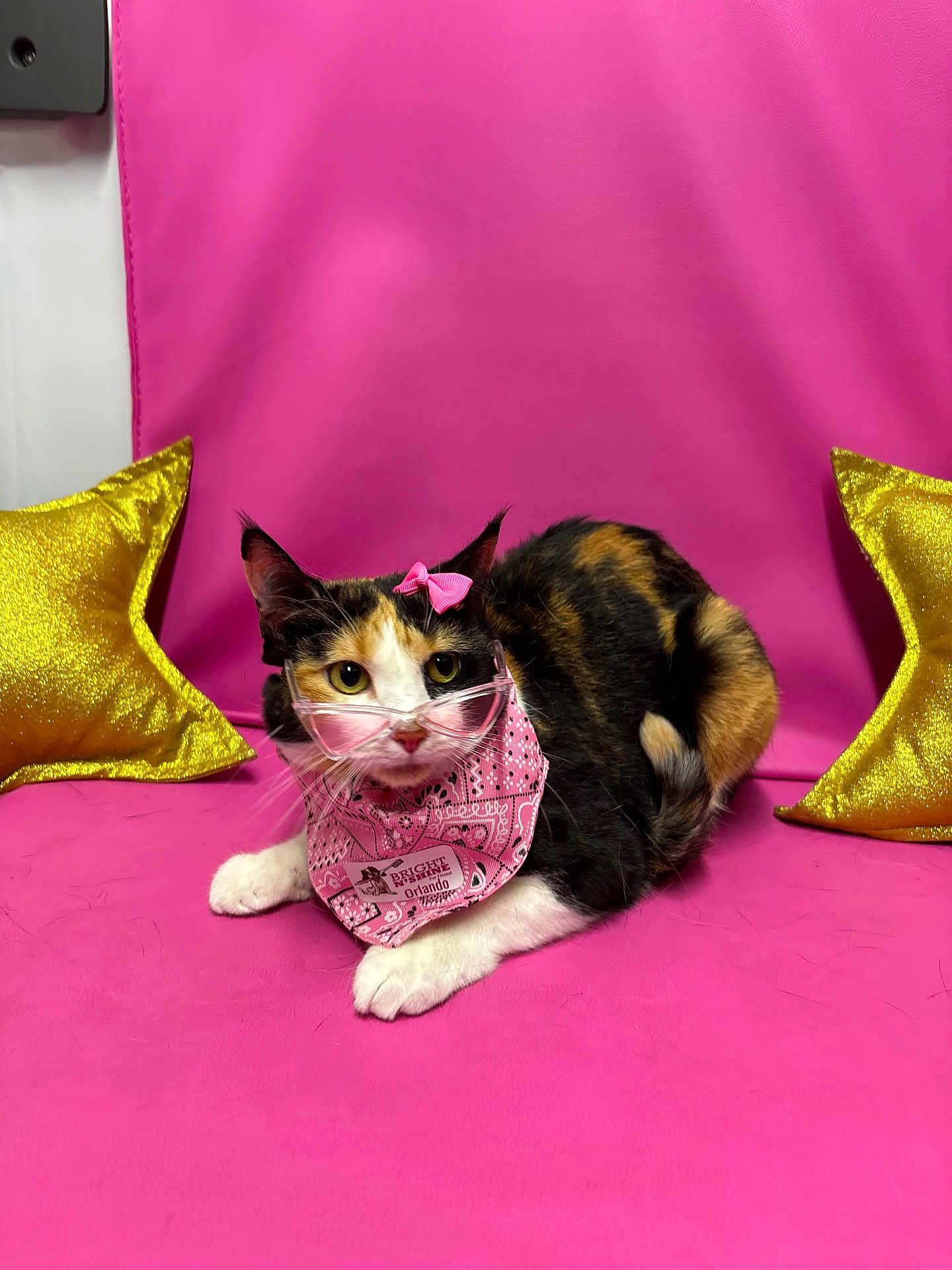 Heidi joined the competition — help win amazing prizes! cat, calico_cat, pink_background, pink_bow, pink_bandana, gold_pillow, star_pillow, pet, animal, indoor, closeup, cute, feline, resting, fur, whiskers, eyes, ears, pose, studio