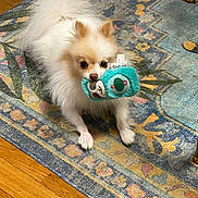 Brioche participe au concours pour gagner de l'argent avec cette photo : dog, puppy, small_dog, fluffy, white_fur, cream_fur, toy, plush_toy, turquoise, holding_toy, indoors, rug, patterned_rug, wood_floor, pet, cute, sitting, long_hair, portrait, playful