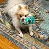 dog, puppy, small_dog, fluffy, white_fur, cream_fur, toy, plush_toy, turquoise, holding_toy, indoors, rug, patterned_rug, wood_floor, pet, cute, sitting, long_hair, portrait, playful