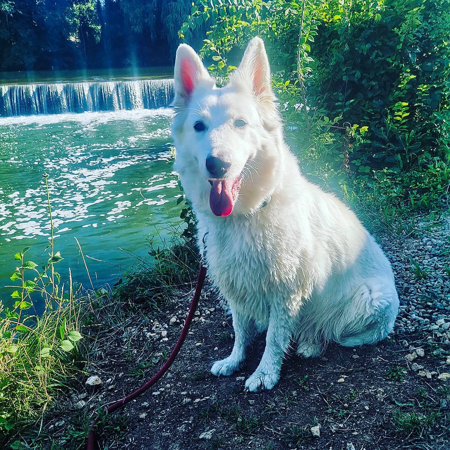 Nesty participe au concours pour gagner de l'argent avec cette photo : canidae, carnivore, companion_dog, dog, dog_breed, fang, fur, giant_dog_breed, grass, herding_dog, lake, liquid, natural_landscape, plant, snout, sporting_group, tail, terrestrial_animal, water, working_dog