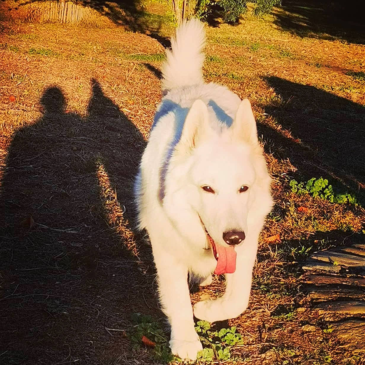Nesty participe au concours pour gagner de l'argent avec cette photo : carnivore, companion_dog, dog, dog_breed, fur, grass, happy, mammal, morning, plant, samoyed, shadow, snout, sporting_group, sunlight, tail, tints_and_shades, tree, vertebrate, working_animal