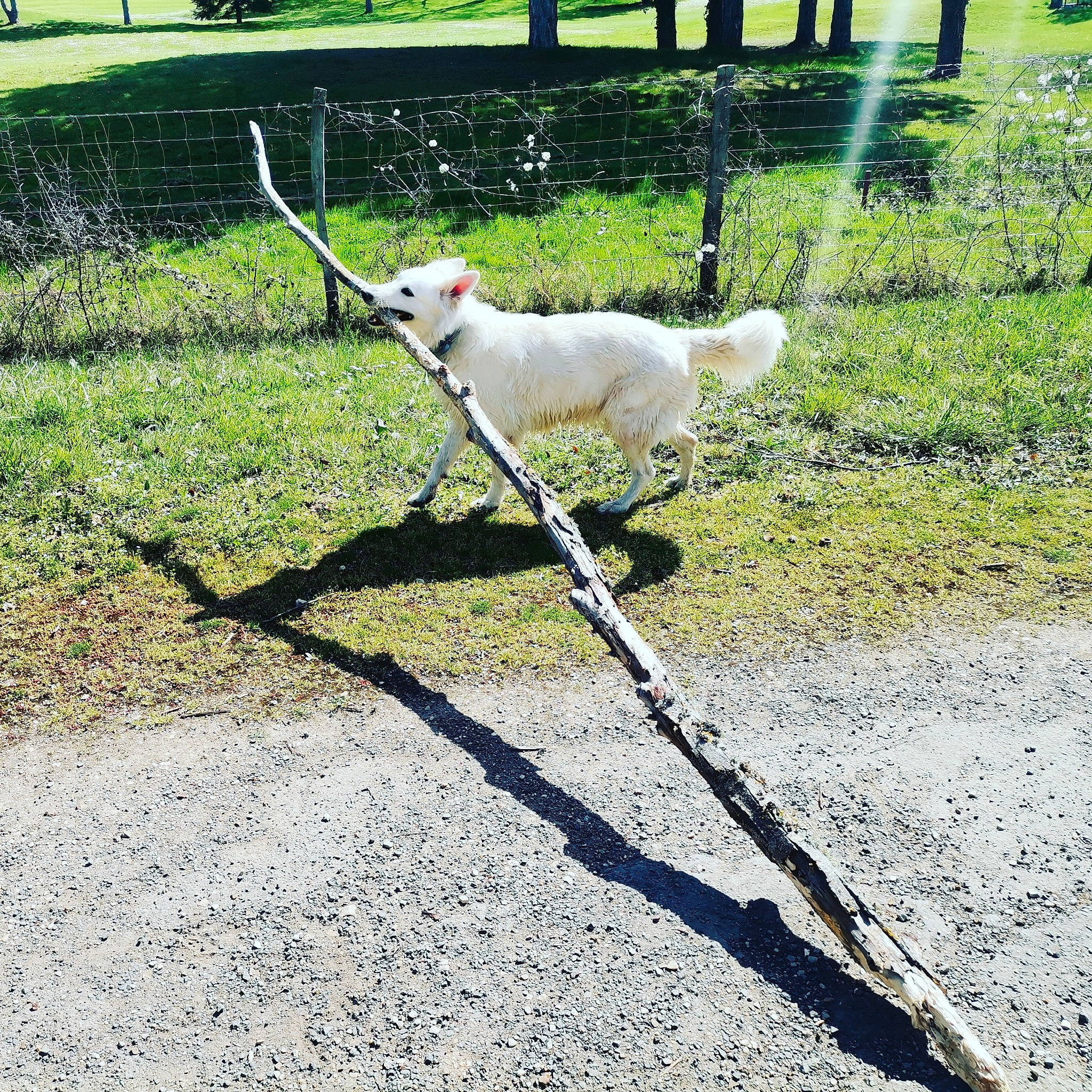Nesty participe au concours pour gagner de l'argent avec cette photo : asphalt, canidae, carnivore, collar, companion_dog, dog, dog_breed, fashion_accessory, fawn, fence, grass, groundcover, leash, plant, road_surface, shadow, sidewalk, sporting_group, tail, working_animal