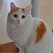 Choupette participe au concours pour gagner de l'argent avec cette photo : abyssinian, angora, animal, cat, kitten, manx, pet, siamese, snout