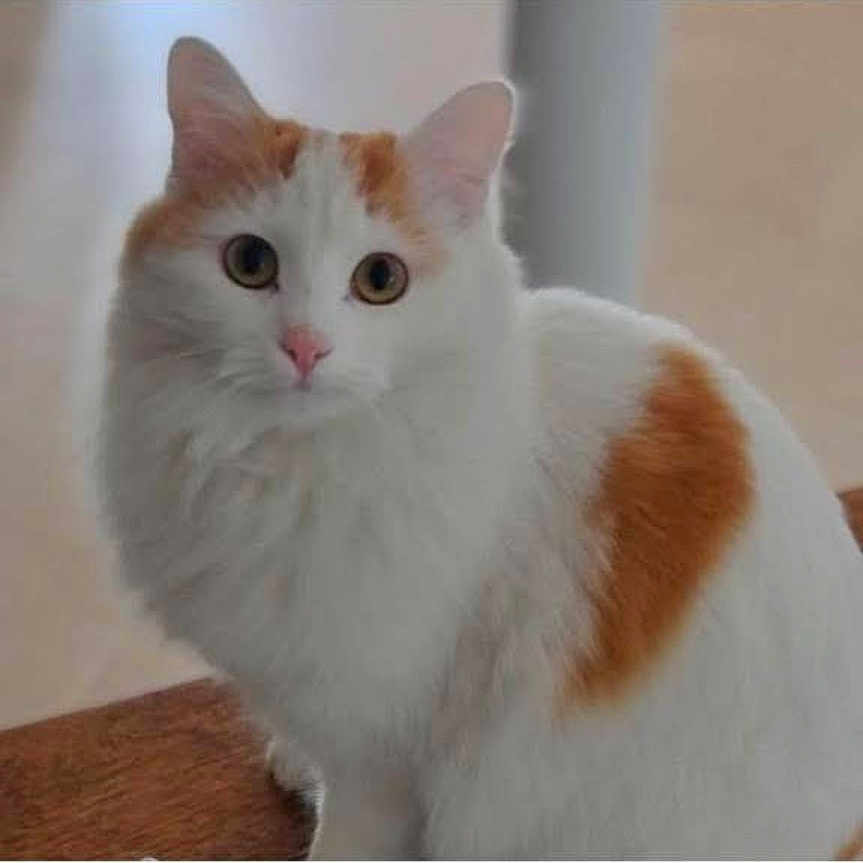 Choupette participe au concours pour gagner de l'argent avec cette photo : abyssinian, angora, animal, cat, kitten, manx, pet, siamese, snout