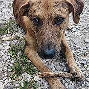 Wolf a rejoint le concours — aidez-le/la à gagner de superbes lots ! animal, brindle, canine, car_tire, close_up, dog, ears, eyes, fur, grass, gravel, ground, looking_up, lying, nature, outdoor, paw, pet, snout, stick