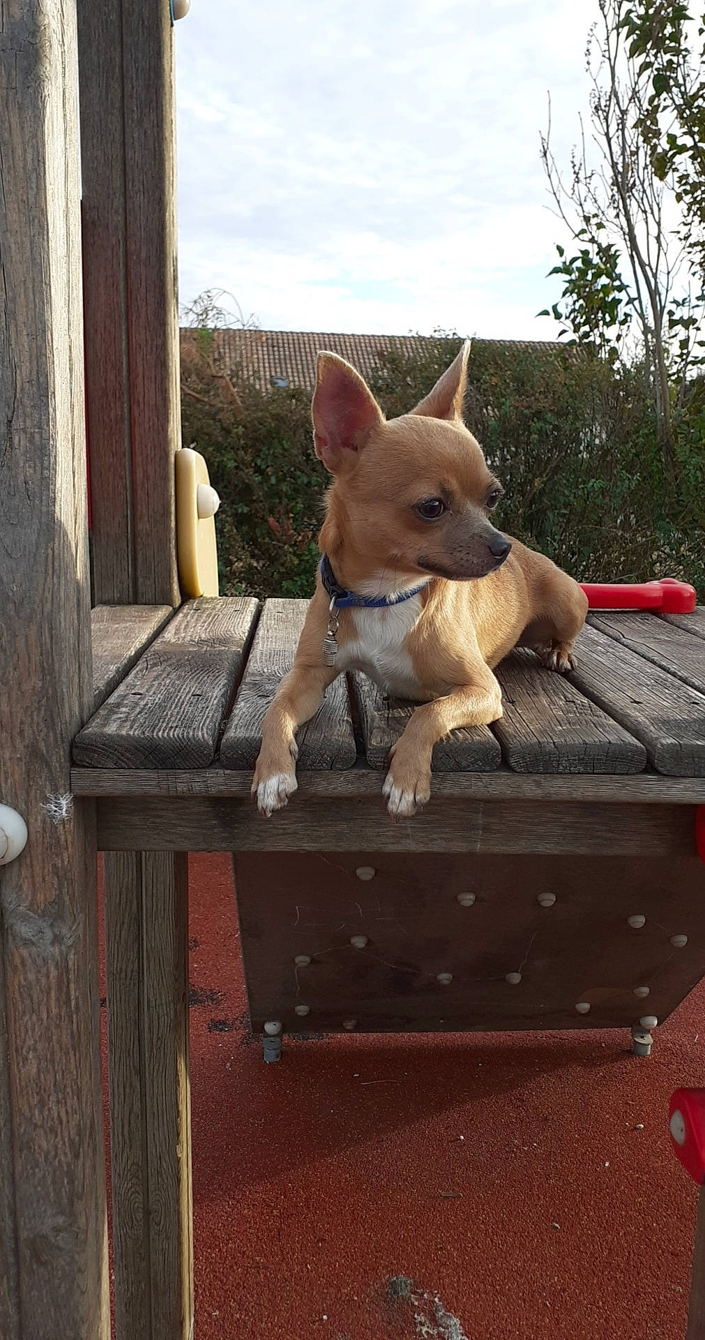 Tigrou a rejoint le concours — aidez-le/la à gagner de superbes lots ! canidae, carnivore, carolina_dog, chihuahua, companion_dog, corgi_chihuahua, dog, dog_breed, fawn, mammal, non_sporting_group, snout, table, toy_dog, vertebrate