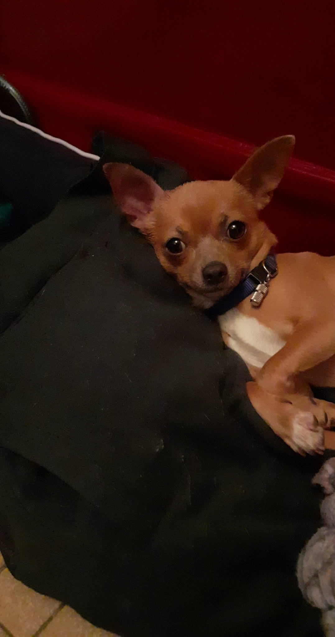 Tigrou participe au concours pour gagner de l'argent avec cette photo : canidae, carnivore, chihuahua, companion_dog, corgi_chihuahua, dog, dog_breed, ear, fawn, mammal, miniature_fox_terrier, puppy, russkiy_toy, snout, toy_dog, toy_fox_terrier, vertebrate, whiskers