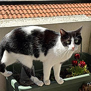 Fruski a rejoint le concours — aidez-le/la à gagner de superbes lots ! cat, black_and_white, plant_pot, flowers, outdoor, sunlight, terracotta_roof, concrete_wall, curious, pet, feline, green_planter, garden, daylight, whiskers, tail, ears, paws, nose, eyes
