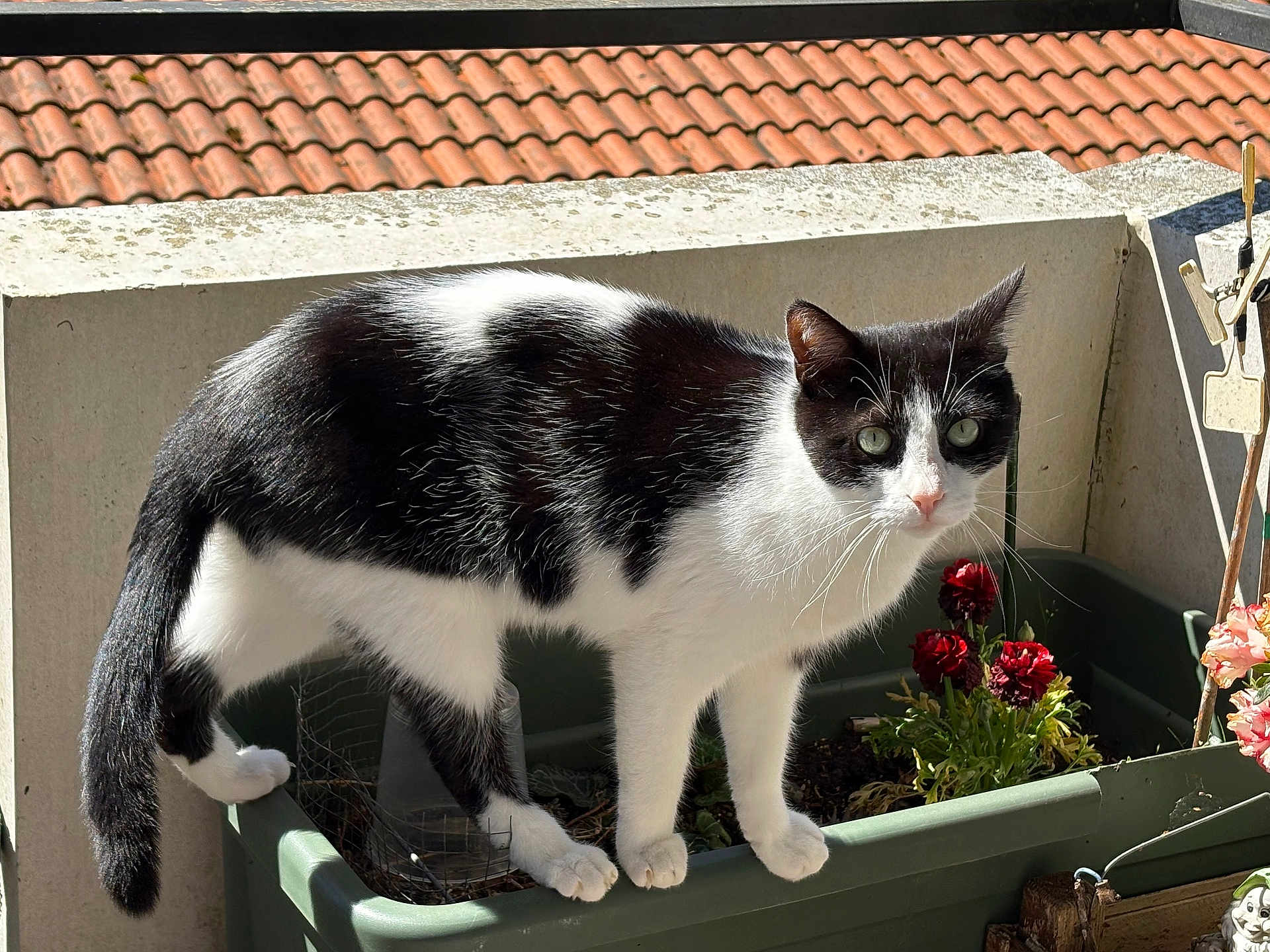 Fruski a rejoint le concours — aidez-le/la à gagner de superbes lots ! cat, black_and_white, plant_pot, flowers, outdoor, sunlight, terracotta_roof, concrete_wall, curious, pet, feline, green_planter, garden, daylight, whiskers, tail, ears, paws, nose, eyes