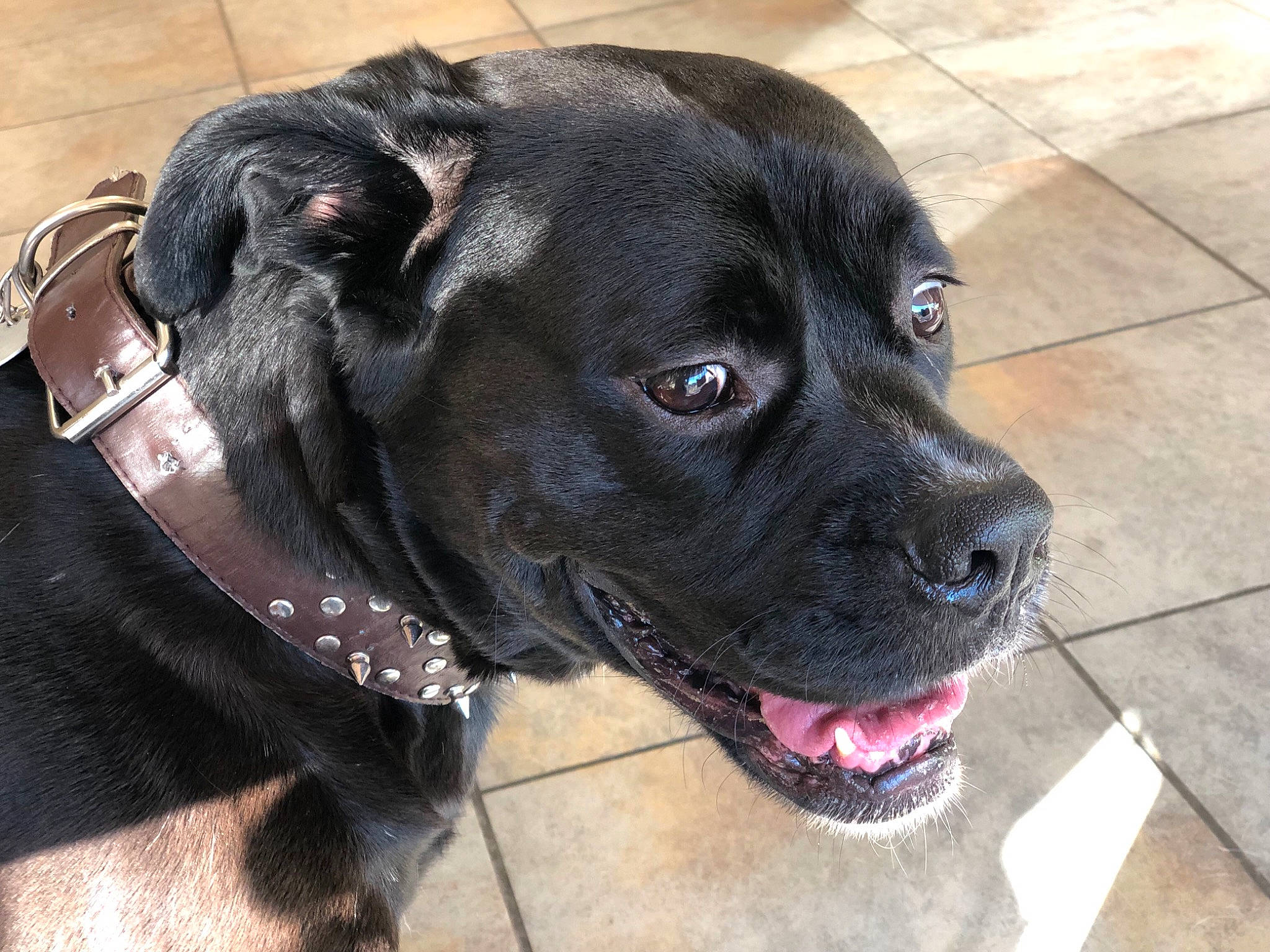 Bash joined the competition — help win amazing prizes! borador, carnivore, collar, companion_dog, dog, dog_breed, dog_collar, dog_supply, fashion_accessory, flooring, fur, gun_dog, leash, liver, pet_supply, retriever, snout, sporting_group, whiskers, working_animal