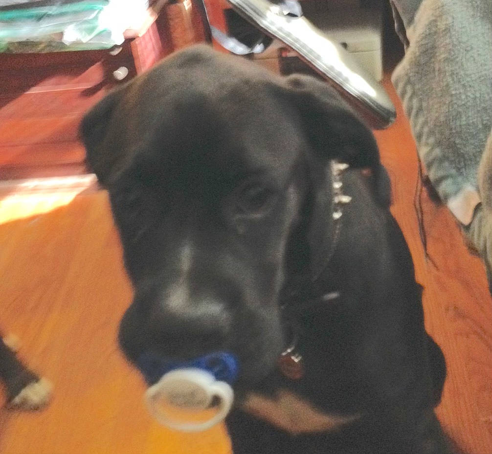 Bash joined the competition — help win amazing prizes! borador, carnivore, collar, comfort, companion_dog, dog, dog_breed, dog_collar, flooring, fur, guard_dog, gun_dog, hardwood, liver, pet_supply, pointing_breed, retriever, varnish, wood, working_animal