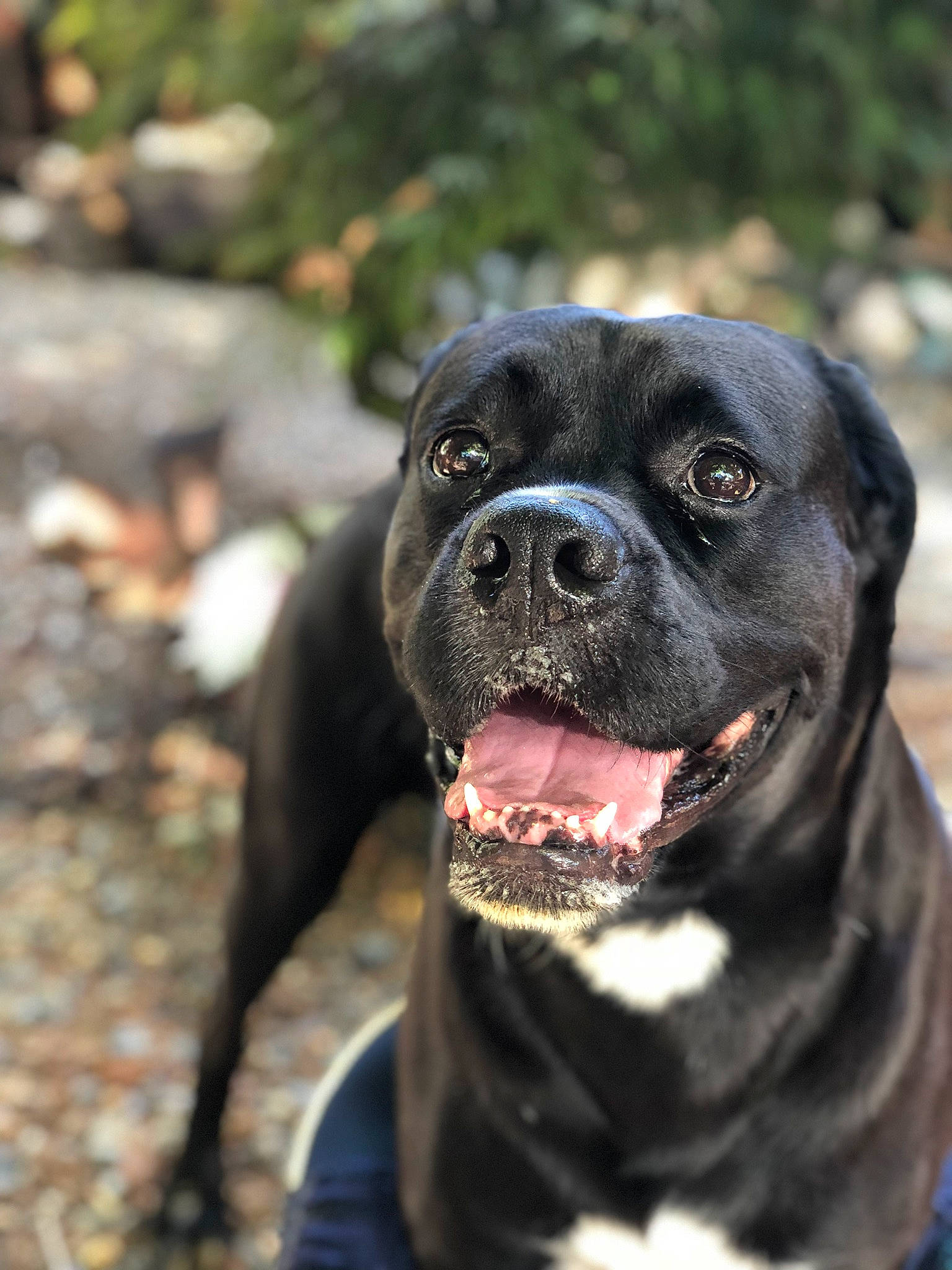 Bash joined the competition — help win amazing prizes! borador, canidae, carnivore, collar, companion_dog, dog, dog_breed, dog_collar, fawn, fur, grass, molosser, pet_supply, plant, snout, sporting_group, vertebrate, whiskers, working_animal, working_dog