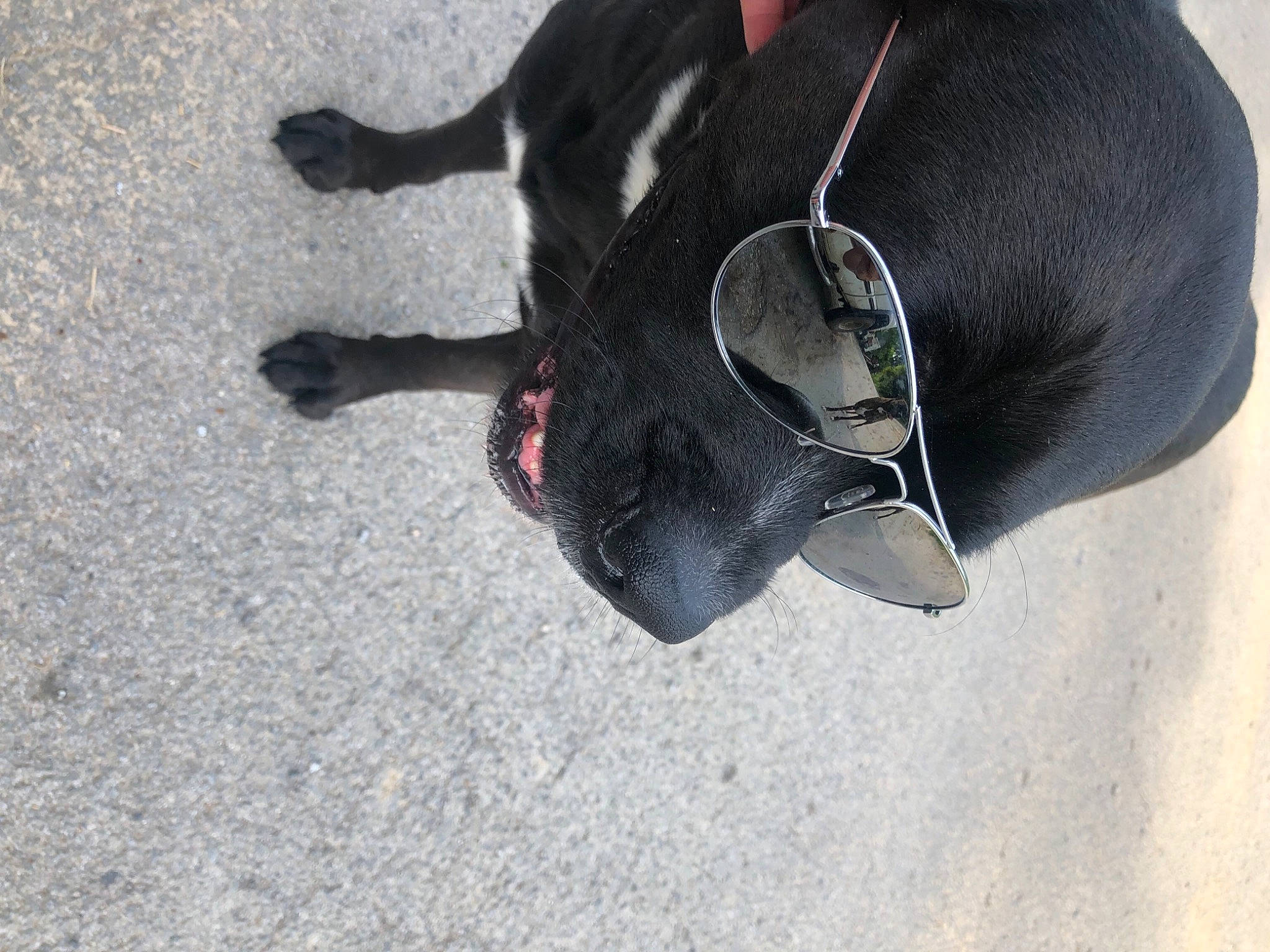 Bash is registered to the contest to win money with this photo: asphalt, canidae, carmine, carnivore, collar, companion_dog, dog, dog_breed, foot, fur, human_leg, paw, personal_protective_equipment, road_surface, snout, sporting_group, sunglasses, tail, whiskers, working_animal