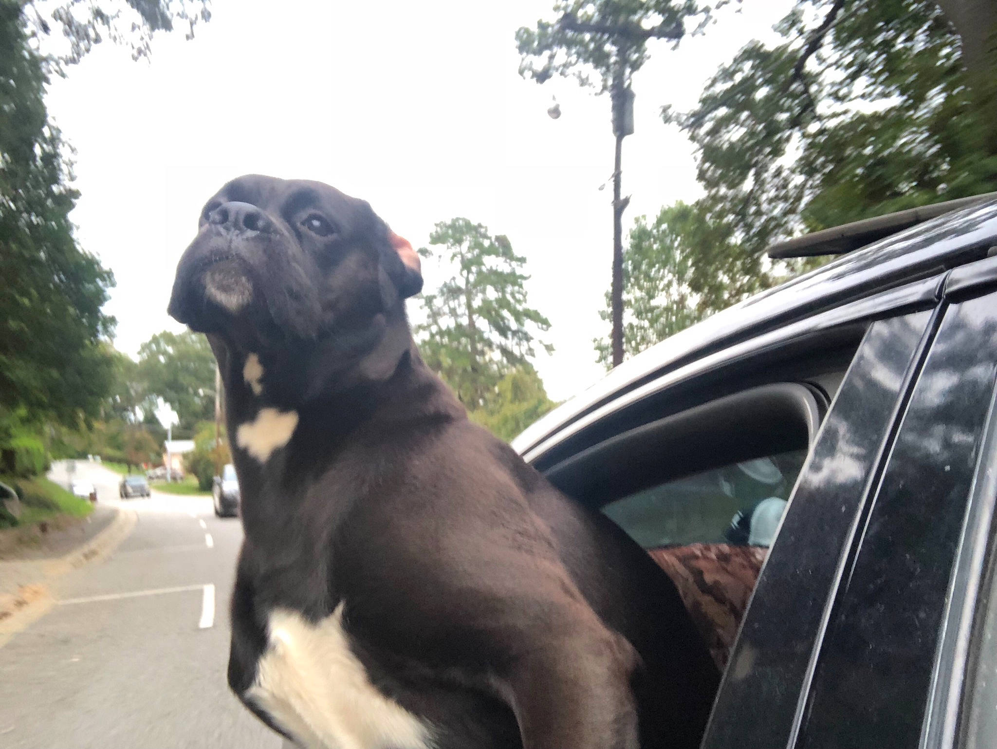 Bash is registered to the contest to win money with this photo: art, automotive_lighting, automotive_mirror, canidae, carnivore, companion_dog, dog, dog_breed, fawn, fur, motor_vehicle, plant, sky, snout, sporting_group, tail, tree, vehicle, vehicle_door, working_animal