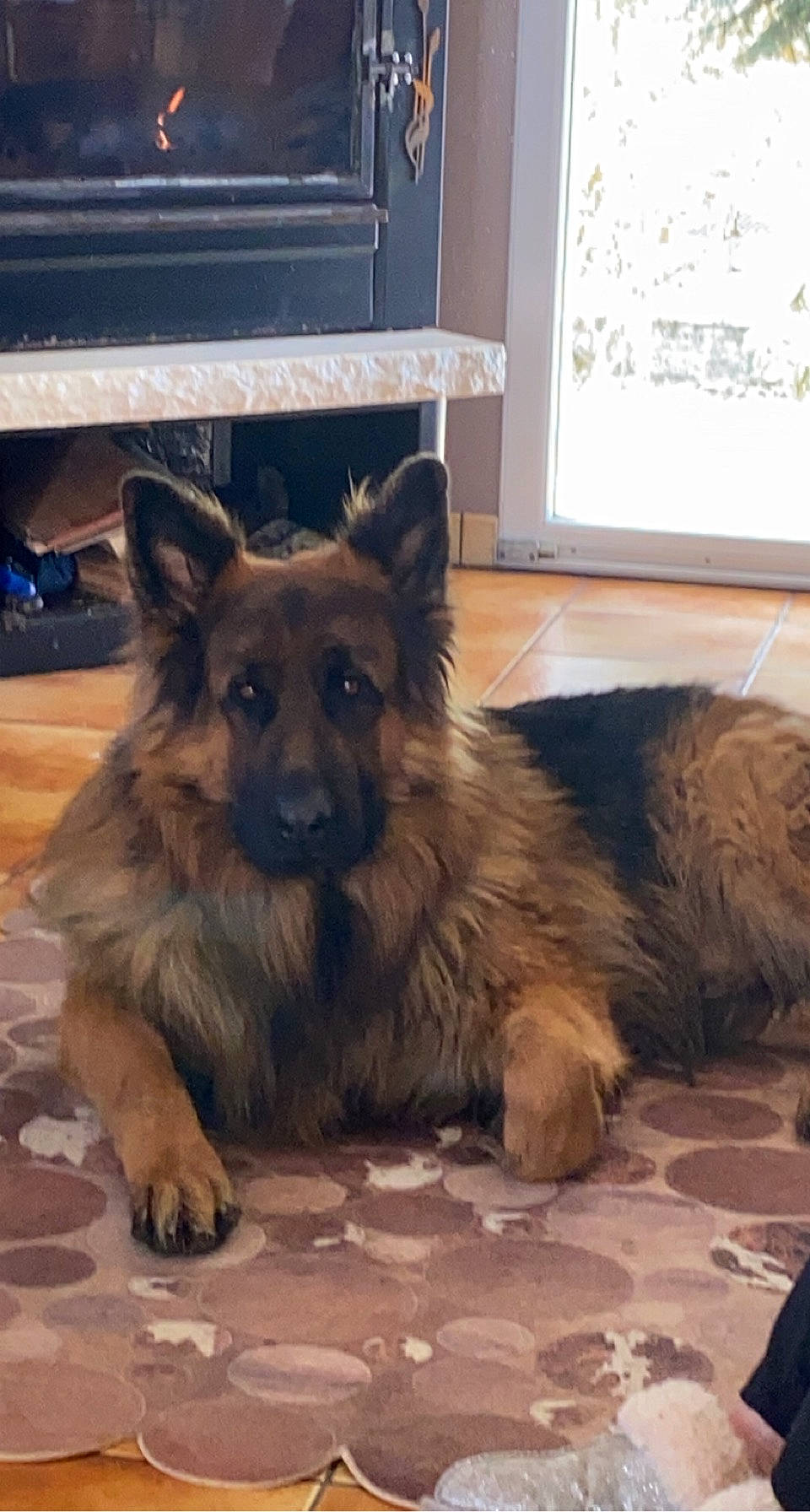 Pumba participe au concours pour gagner de l'argent avec cette photo : canidae, carnivore, companion_dog, dog, dog_breed, event, fawn, floor, flooring, fur, german_shepherd_dog, herding_dog, king_shepherd, old_german_shepherd_dog, snout, sporting_group, terrestrial_animal, window, wood, working_dog