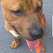 Nuts participe au concours pour gagner de l'argent avec cette photo : american_pit_bull_terrier, american_staffordshire_terrier, carnivoran, dog, dog_breed, dog_breed_group, dog_like_mammal, fawn, pit_bull, snout