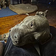 Apolo is registered to the contest to win money with this photo: animal, canine, close_up, companion, cozy, dog, dog_bed, domestic, floor, furniture, gray_dog, home, indoor, lap, pet, relaxed, resting, shoes, sleepy, wooden_floor