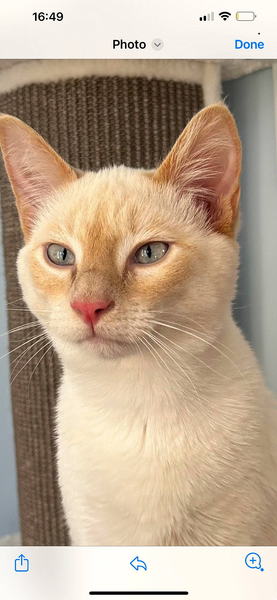 Viktor joined the competition — help win amazing prizes! carnivore, cat, close_up, collar, domestic_short_haired_cat, fawn, felidae, fur, iris, pet_supply, small_to_medium_sized_cats, snout, tail, terrestrial_animal, whiskers, window