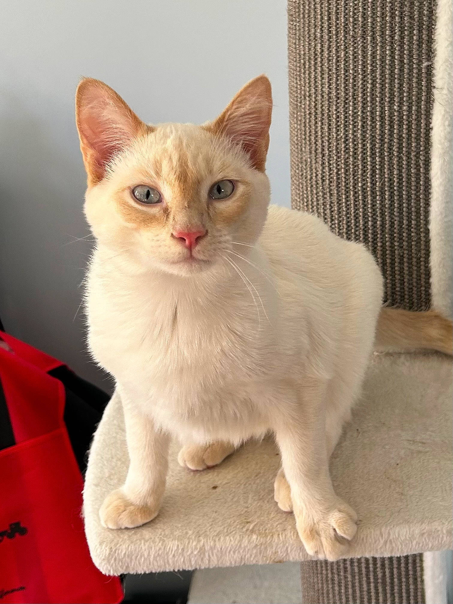 Viktor joined the competition — help win amazing prizes! carnivore, cat, domestic_short_haired_cat, fawn, felidae, fur, paw, pet_supply, rectangle, small_to_medium_sized_cats, snout, tail, whiskers