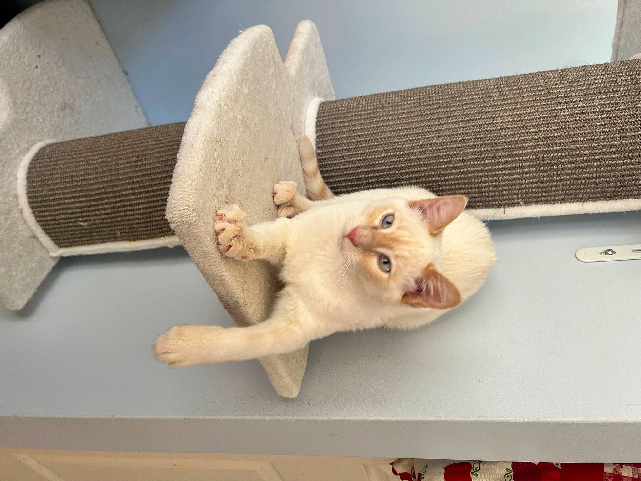 Viktor is registered to the contest to win money with this photo: carnivore, cat, comfort, couch, domestic_short_haired_cat, fawn, felidae, fur, linens, paper, paper_product, paw, room, small_to_medium_sized_cats, snout, stuffed_toy, tail, whiskers, wood