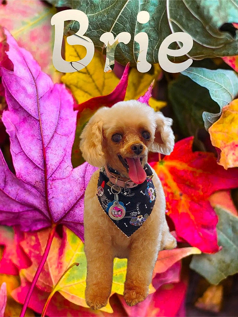 Brie is registered to the contest to win money with this photo: canidae, carnivore, collar, companion_dog, dog, dog_breed, dog_clothes, dog_supply, fashion_accessory, fawn, fur, liver, magenta, pet_supply, pink, plant, sporting_group, toy, toy_dog, working_animal