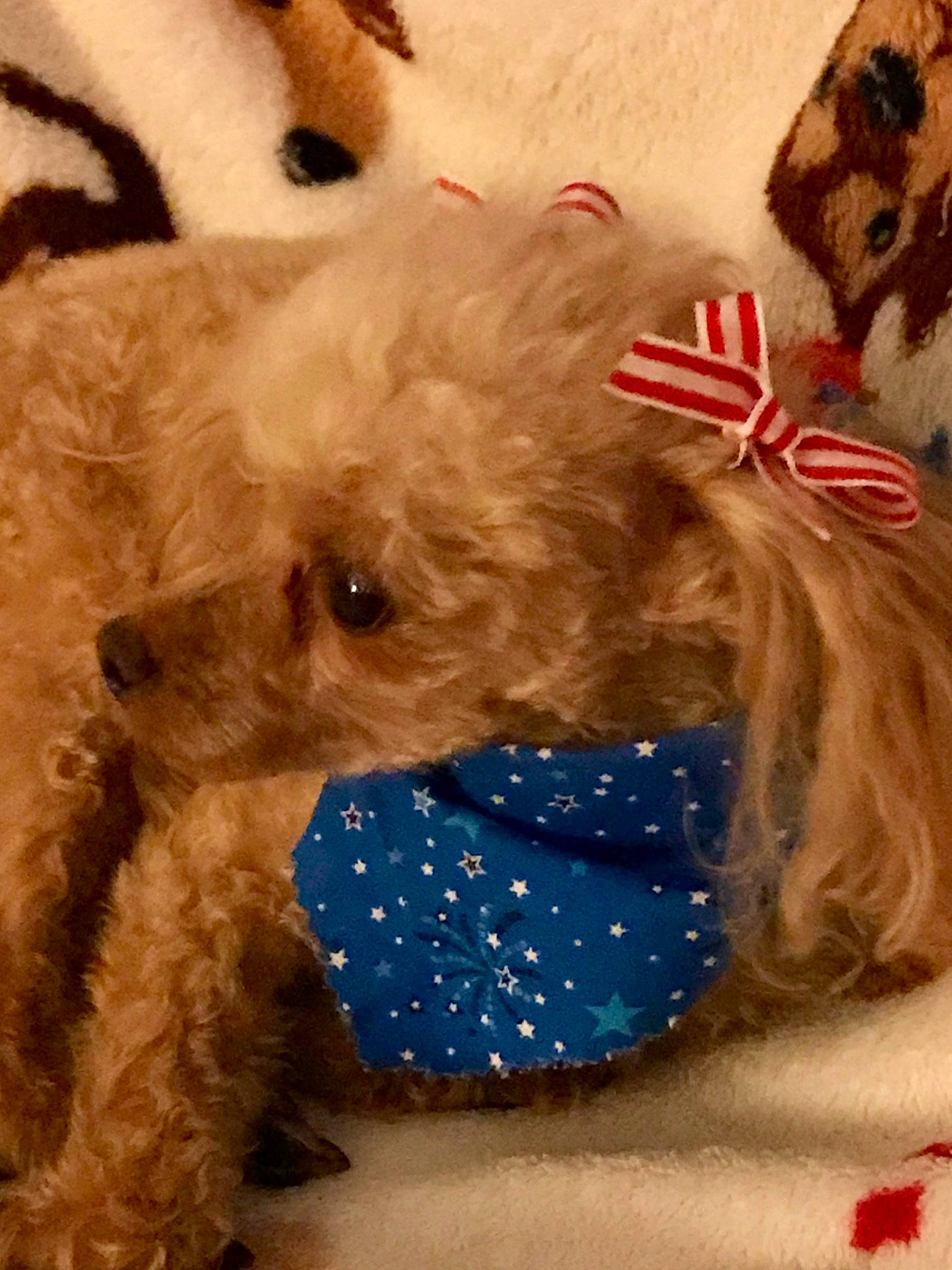 Brie joined the competition — help win amazing prizes! canidae, carnivore, companion_dog, costume_hat, dog, dog_breed, dog_clothes, dog_collar, dog_supply, fawn, fur, pet_supply, poodle, snout, sporting_group, stuffed_toy, toy, toy_dog, water_dog, working_animal