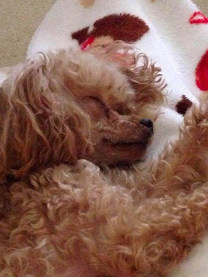 Brie is registered to the contest to win money with this photo: beard, canidae, carnivore, companion_dog, dog, dog_breed, facial_hair, fawn, felidae, fur, hair, liver, moustache, poodle, snout, sporting_group, terrier, toy_dog, water_dog, working_animal