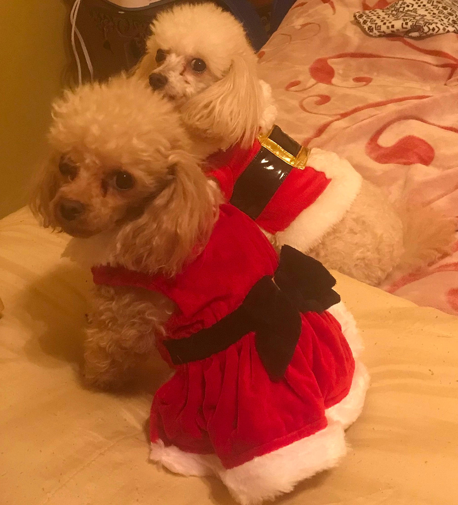 Brie joined the competition — help win amazing prizes! bow_tie, canidae, carnivore, companion_dog, dog, dog_breed, dog_clothes, dog_collar, dog_supply, fur, labradoodle, maltepoo, puppy_love, small_terrier, snout, sporting_group, sunglasses, terrier, toy_dog, working_animal