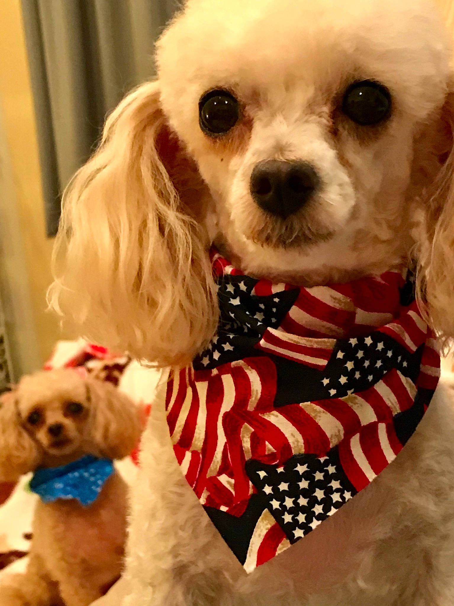 Truffles is registered to the contest to win money with this photo: bow_tie, canidae, carnivore, collar, companion_dog, dog, dog_breed, dog_clothes, dog_collar, dog_supply, fawn, fur, mammal, pet_supply, snout, sporting_group, toy, toy_dog, vertebrate, white